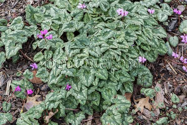 616381 - Herbstalpenveilchen (Cyclamen hederifolium syn. Cyclamen neapolitanum)