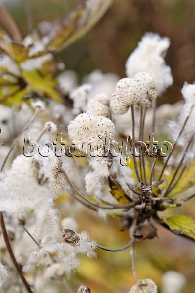 489146 - Herbstanemone (Anemone hupehensis var. japonica)