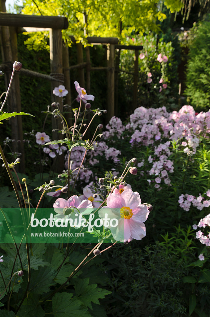 498308 - Herbstanemone (Anemone hupehensis var. japonica) und Staudenphlox (Phlox paniculata)