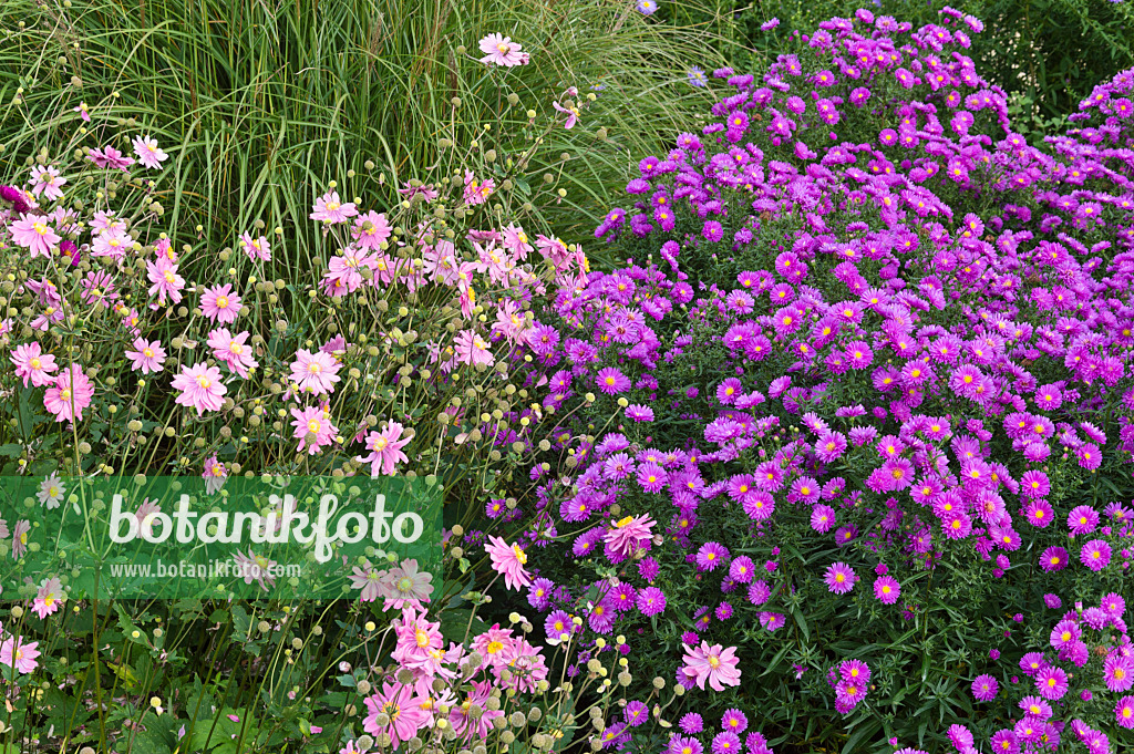 512094 - Herbstanemone (Anemone hupehensis var. japonica) und Aster (Aster)