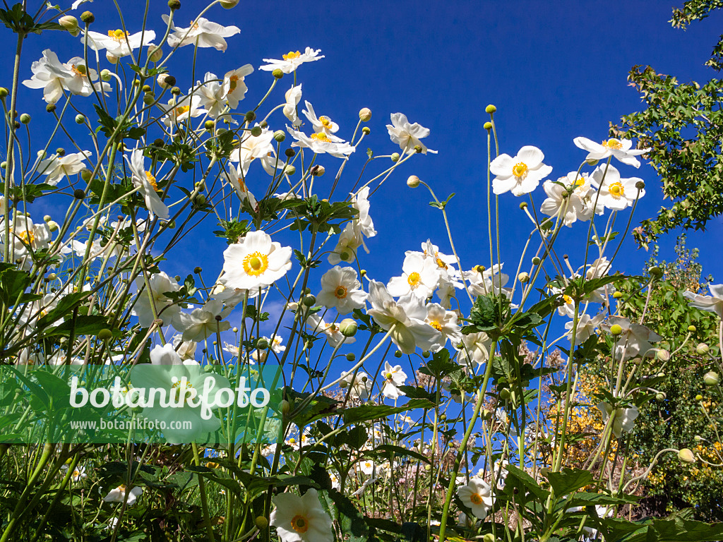 417037 - Herbstanemone (Anemone hupehensis var. japonica 'Honorine Jobert')