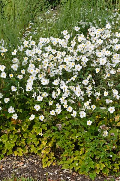 489054 - Herbstanemone (Anemone hupehensis var. japonica 'Honorine Jobert')