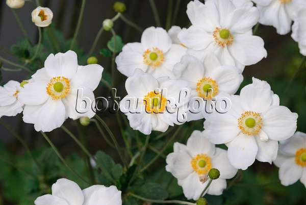 518057 - Herbstanemone (Anemone hupehensis var. japonica 'Honorine Jobert')