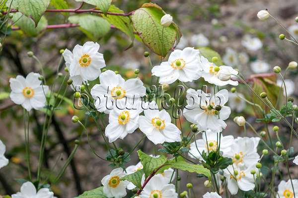 651067 - Herbstanemone (Anemone hupehensis var. japonica 'Honorine Jobert')