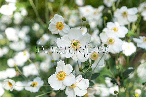 651068 - Herbstanemone (Anemone hupehensis var. japonica 'Honorine Jobert')