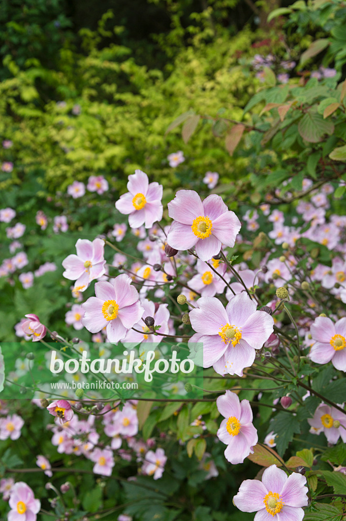 511106 - Herbstanemone (Anemone tomentosa)