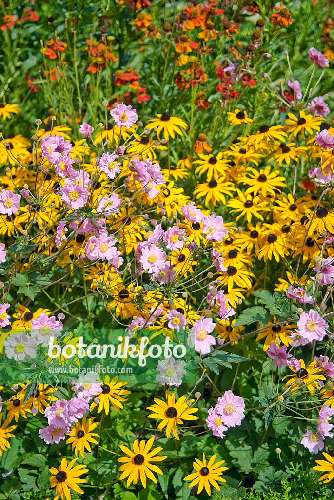 502108 - Herbstanemone (Anemone tomentosa 'Septemberglanz') und Gewöhnlicher Sonnenhut (Rudbeckia fulgida)