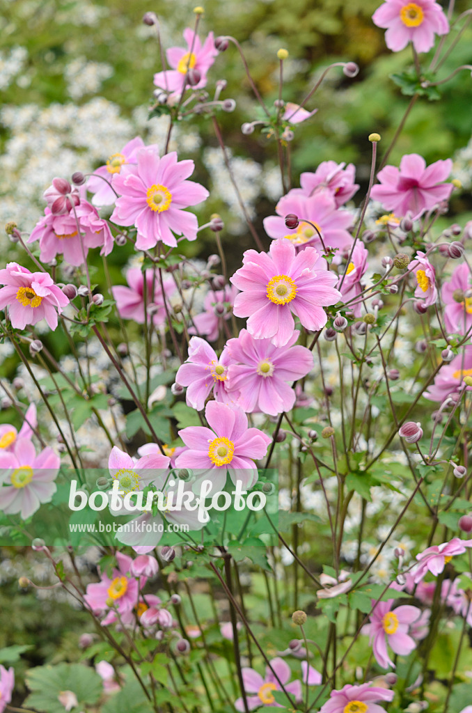 536039 - Herbstanemone (Anemone tomentosa 'Serenade')