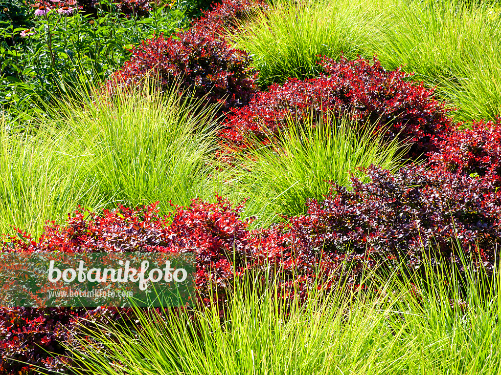 462018 - Herbstblaugras (Sesleria autumnalis) und Thunbergs Berberitze (Berberis thunbergii 'Atropurpurea')