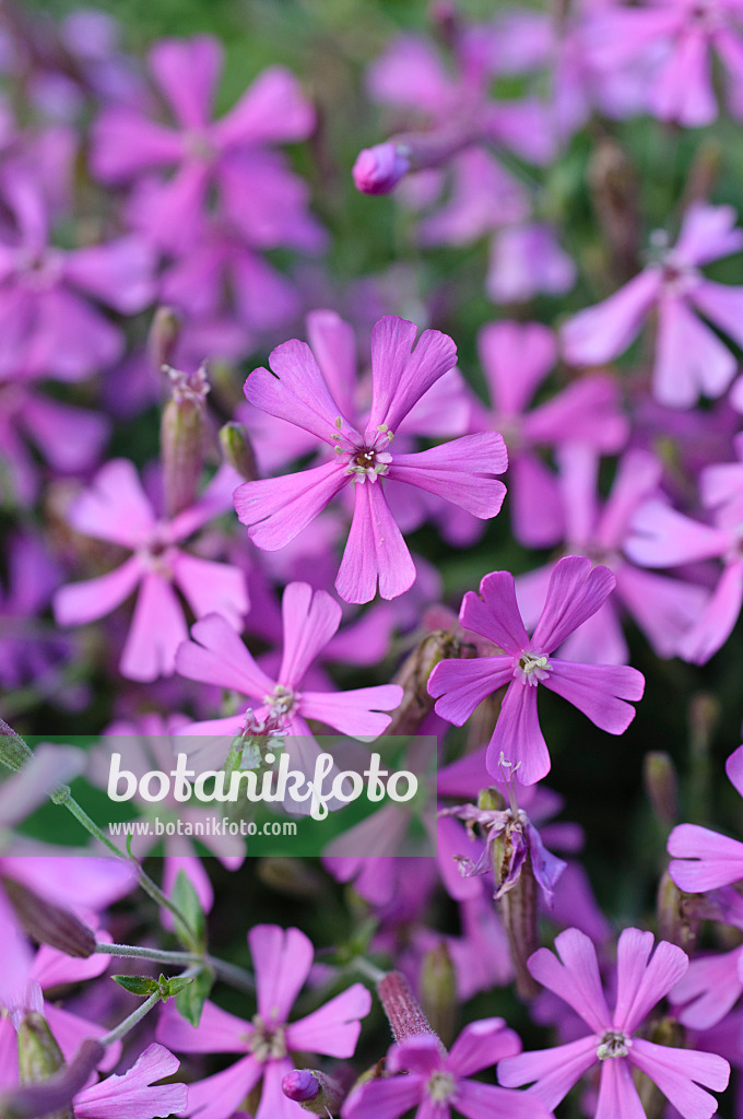 488016 - Herbstleimkraut (Silene schafta)