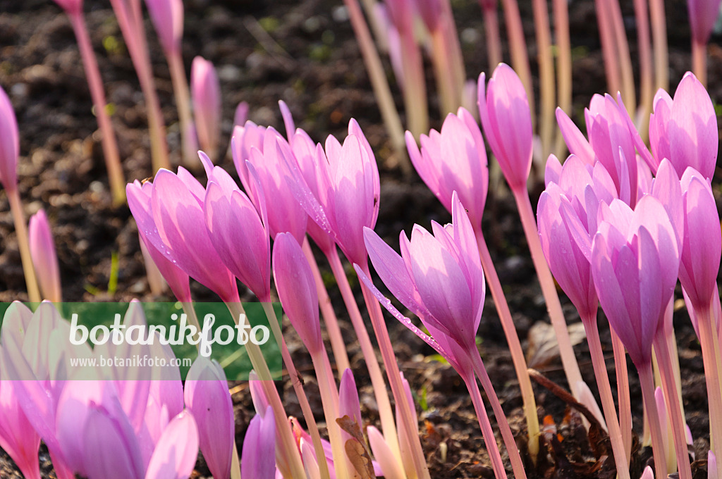 488079 - Herbstzeitlose (Colchicum autumnale)