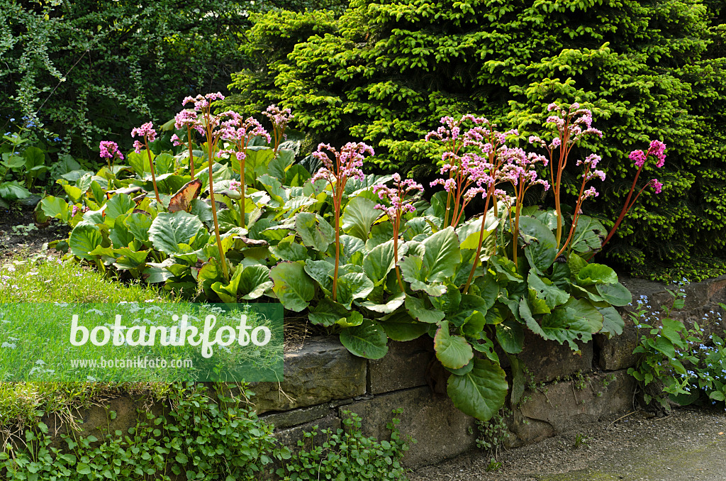 495352 - Herzblättrige Bergenie (Bergenia cordifolia)