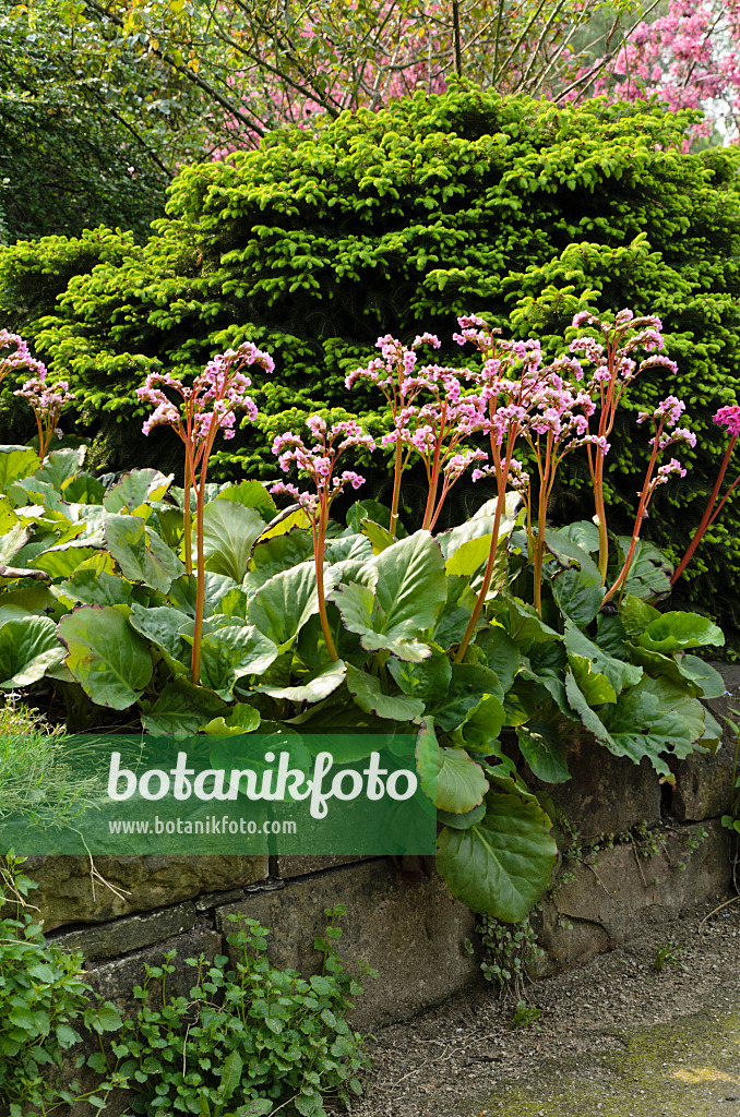 495353 - Herzblättrige Bergenie (Bergenia cordifolia)