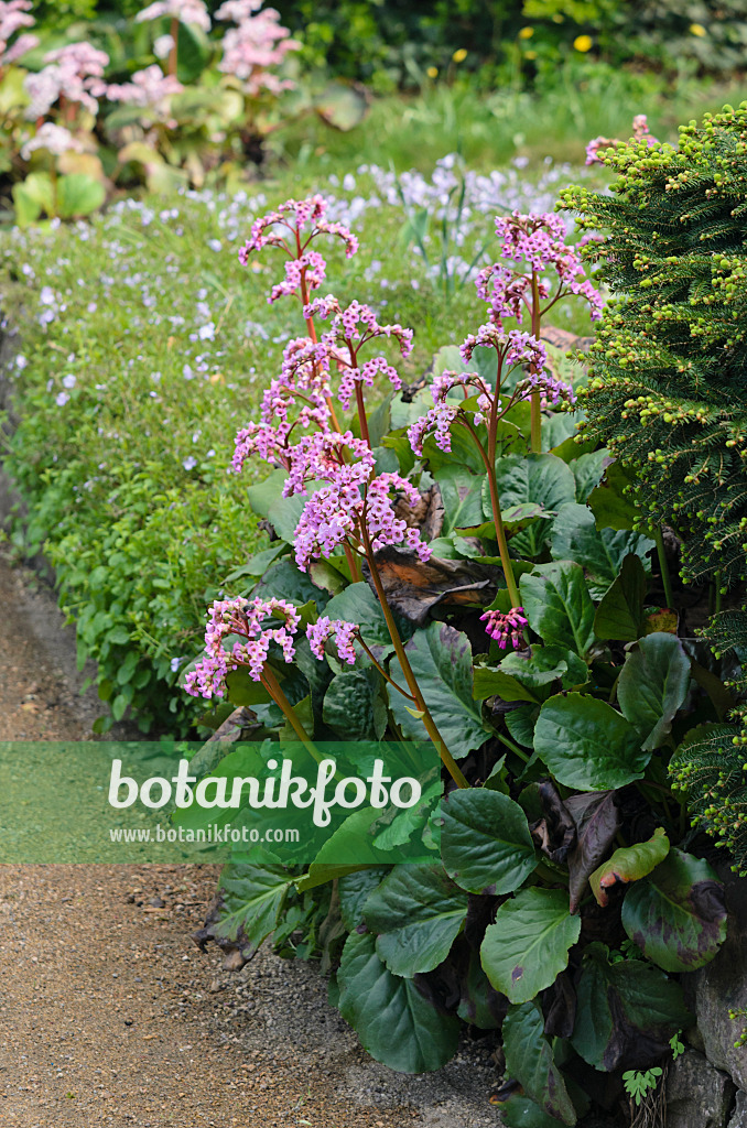 543071 - Herzblättrige Bergenie (Bergenia cordifolia)