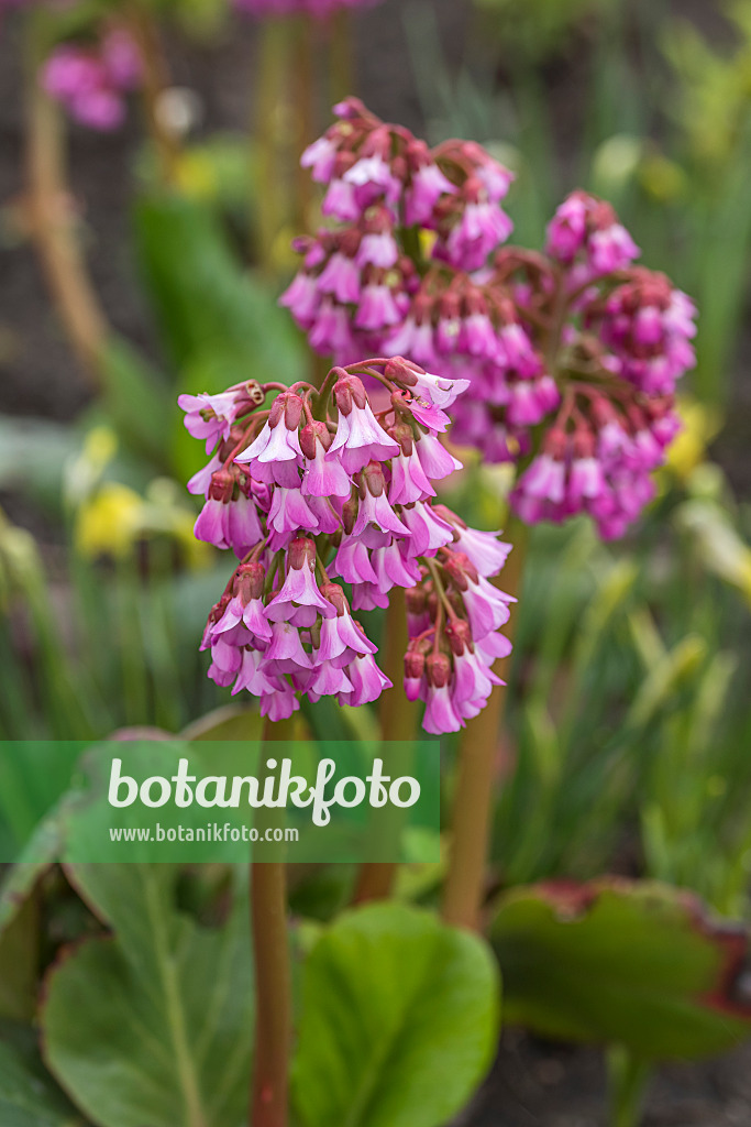 616367 - Herzblättrige Bergenie (Bergenia cordifolia 'Eroica')