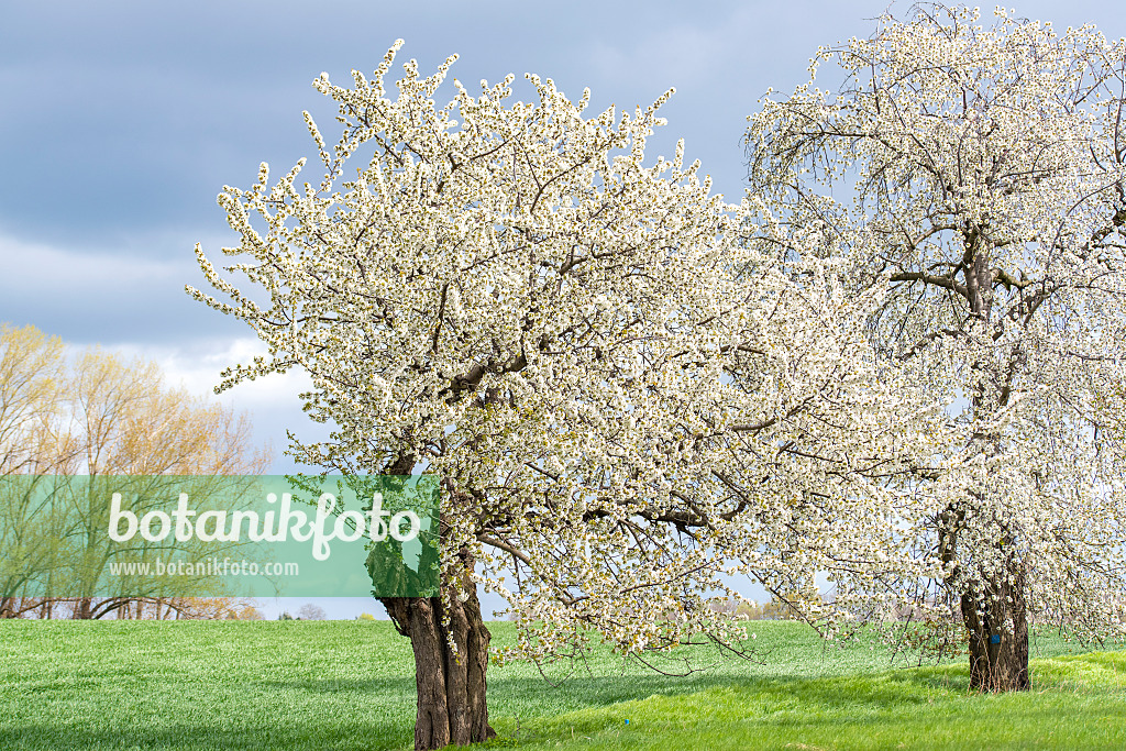 616078 - Herzkirsche (Prunus avium)