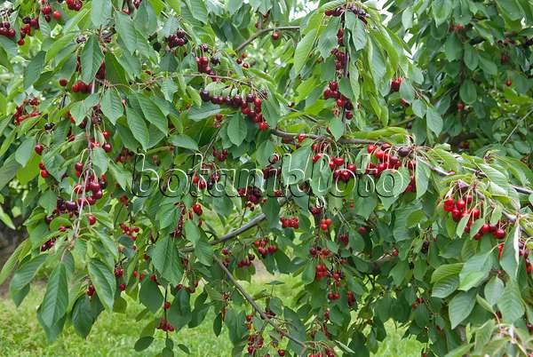 502336 - Herzkirsche (Prunus avium 'Bianca')