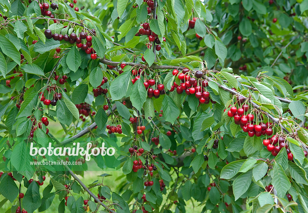 502338 - Herzkirsche (Prunus avium 'Bianca')