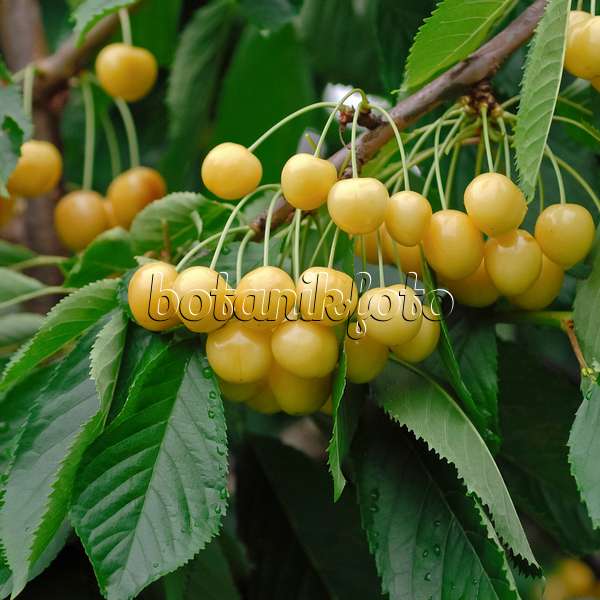 454049 - Herzkirsche (Prunus avium 'Dönissens Gelbe')