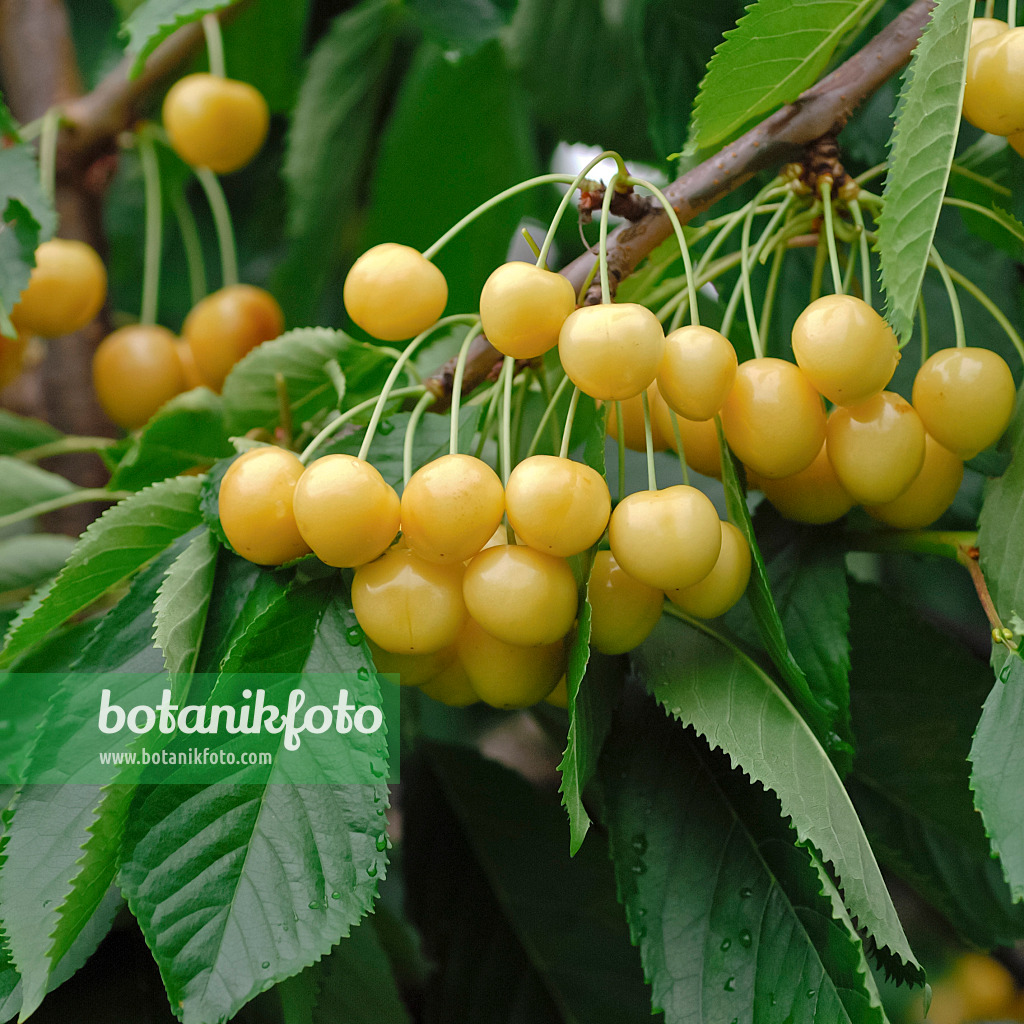 454049 - Herzkirsche (Prunus avium 'Dönissens Gelbe')