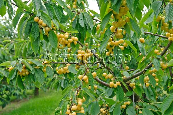 502342 - Herzkirsche (Prunus avium 'Drogans Gelbe')