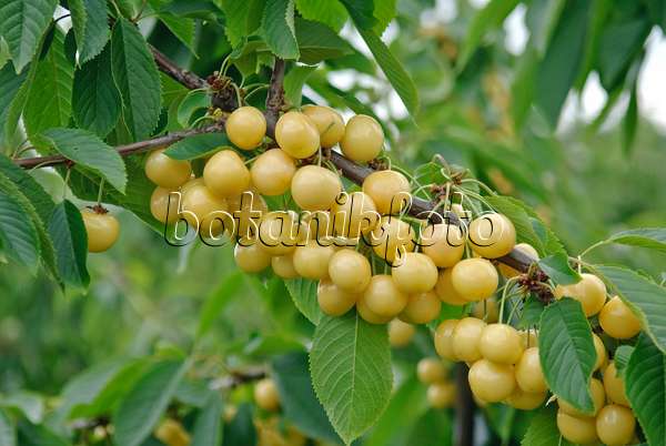 502343 - Herzkirsche (Prunus avium 'Drogans Gelbe')