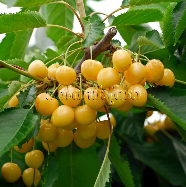454050 - Herzkirsche (Prunus avium 'Gold')