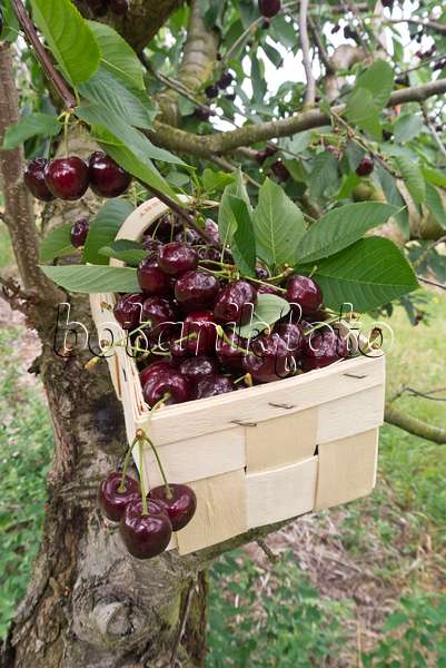 608147 - Herzkirschen (Prunus avium) in einem Spankorb auf einem Kirschbaum