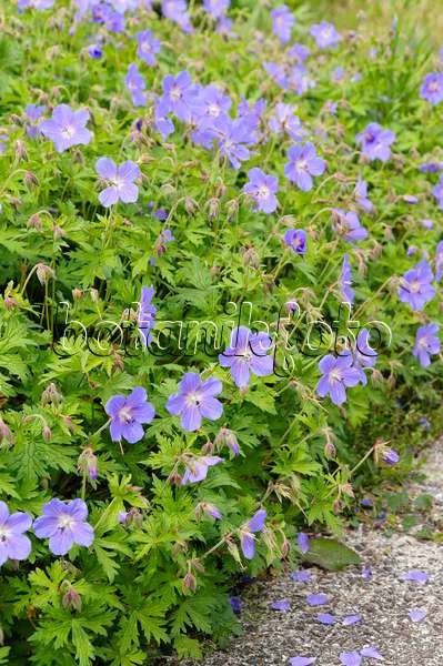 484252 - Himalaya-Storchschnabel (Geranium himalayense 'Johnson's Blue')