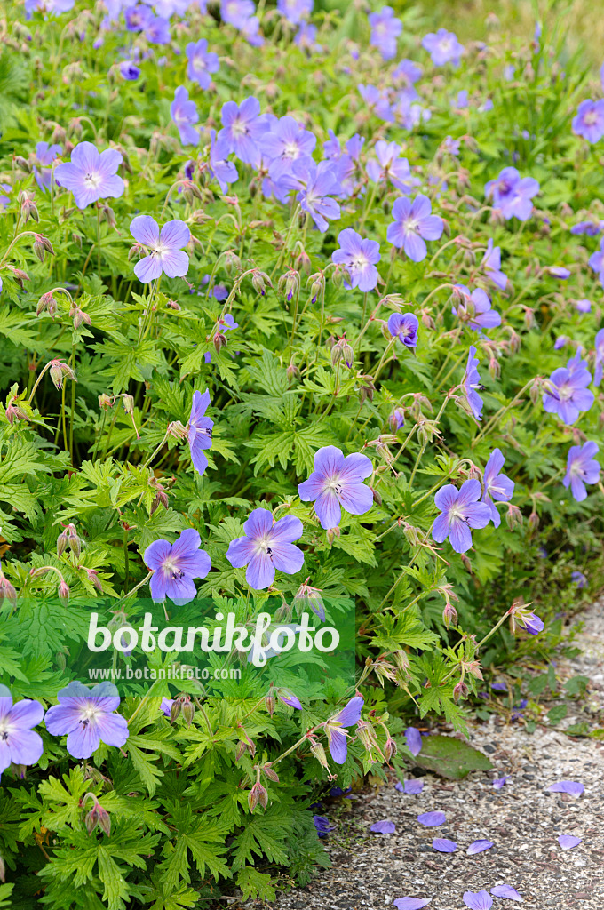 484252 - Himalaya-Storchschnabel (Geranium himalayense 'Johnson's Blue')