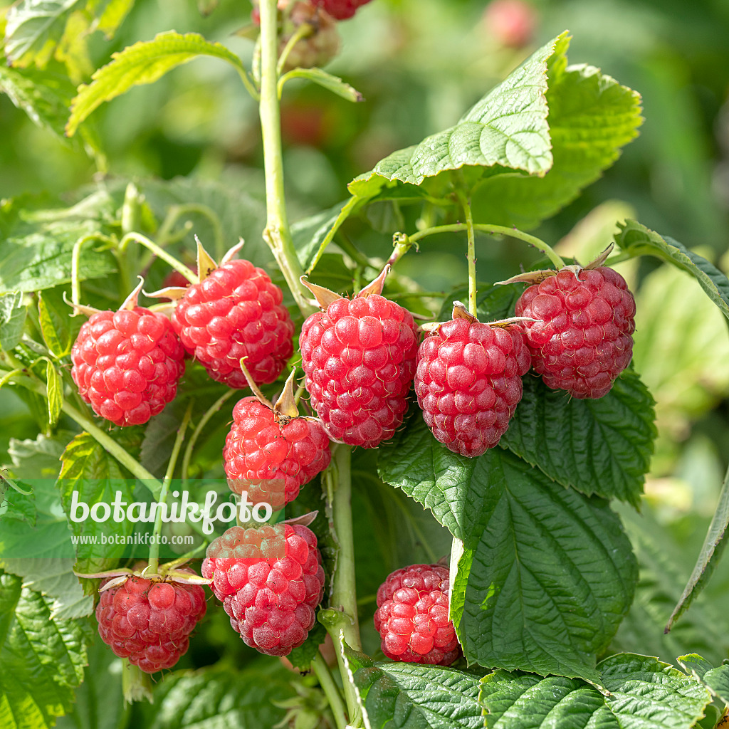 616124 - Himbeere (Rubus idaeus 'Little Sweet Sister')