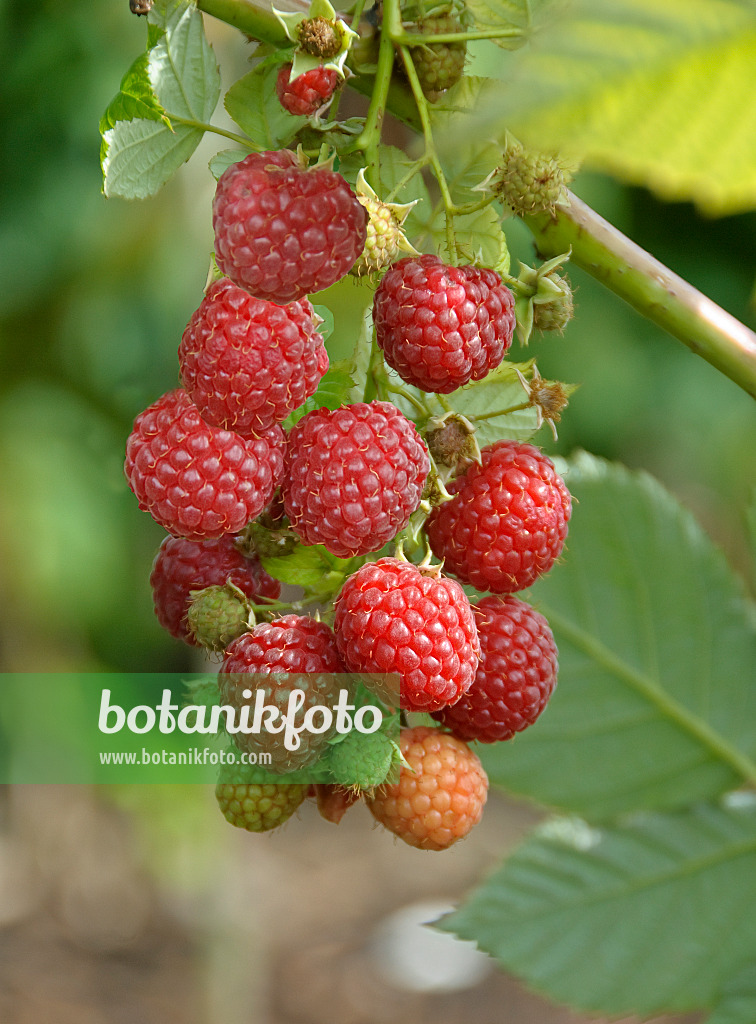 517382 - Himbeere (Rubus idaeus 'Pokusa')