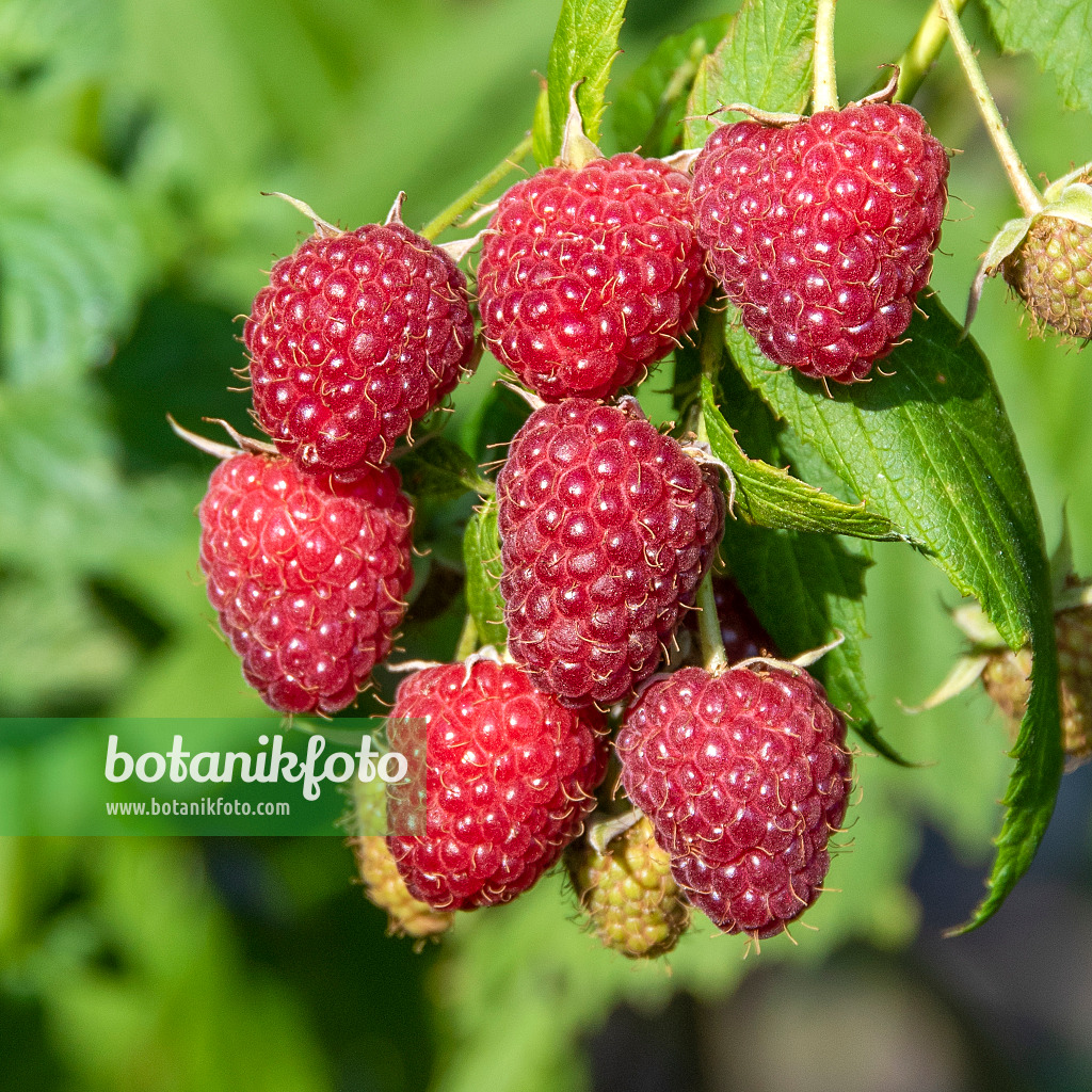 616125 - Himbeere (Rubus idaeus 'Polka')