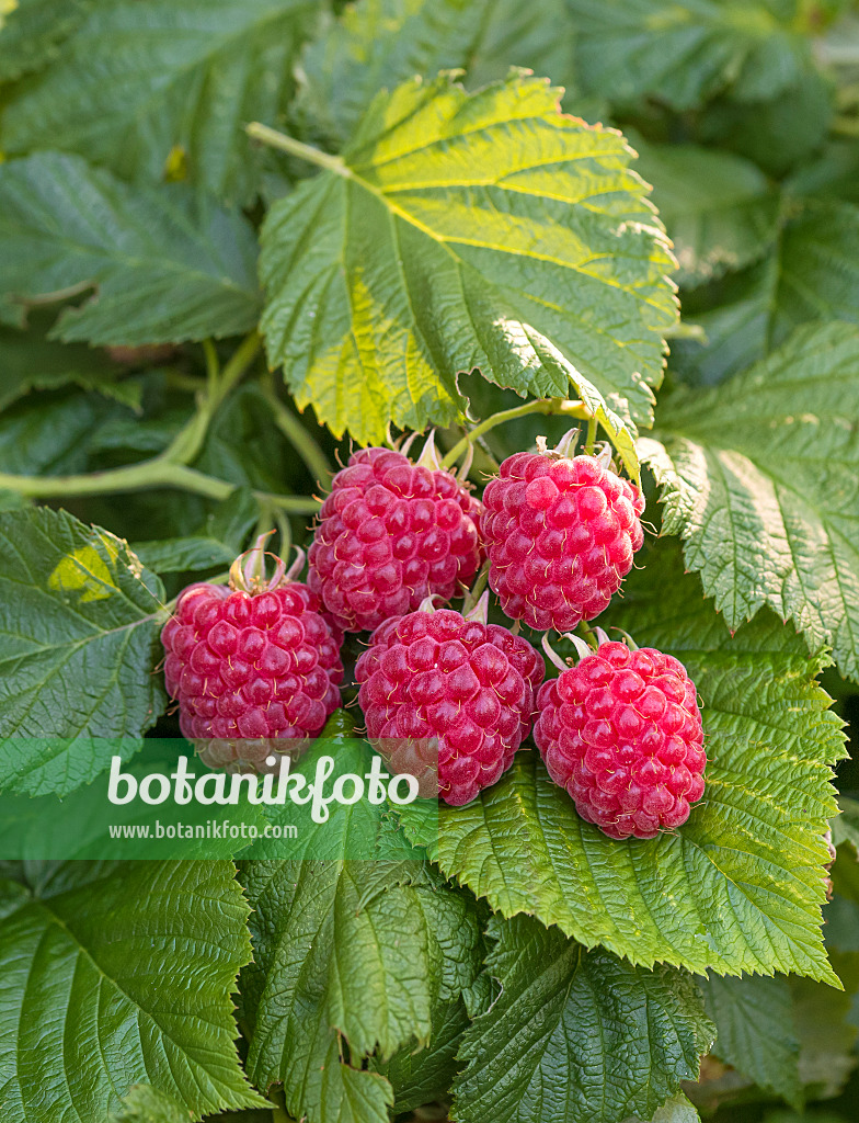 616127 - Himbeere (Rubus idaeus 'Ruby Beauty')