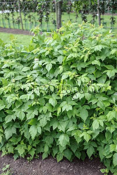 547289 - Himbeere (Rubus idaeus 'Tulameen')