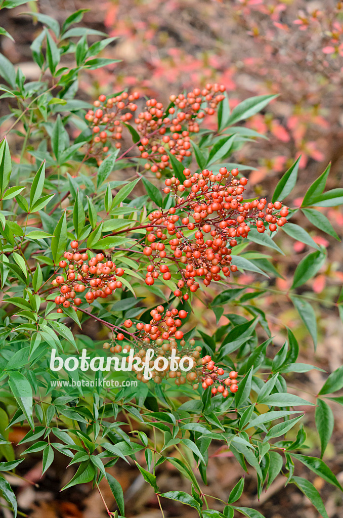 526031 - Himmelsbambus (Nandina domestica)