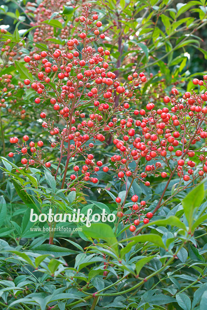 550026 - Himmelsbambus (Nandina domestica)