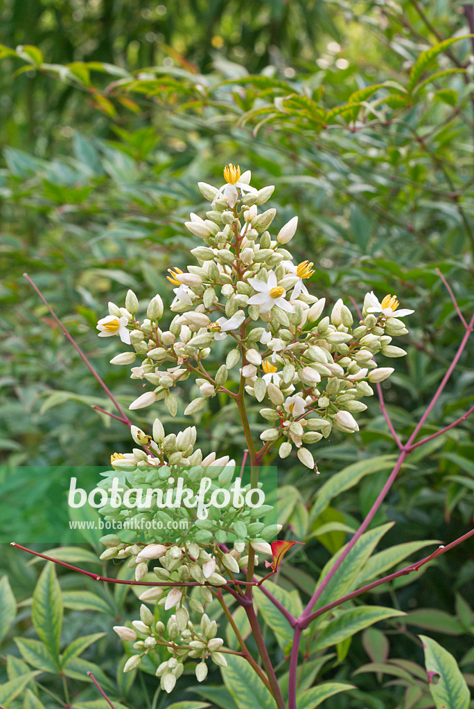 573121 - Himmelsbambus (Nandina domestica)