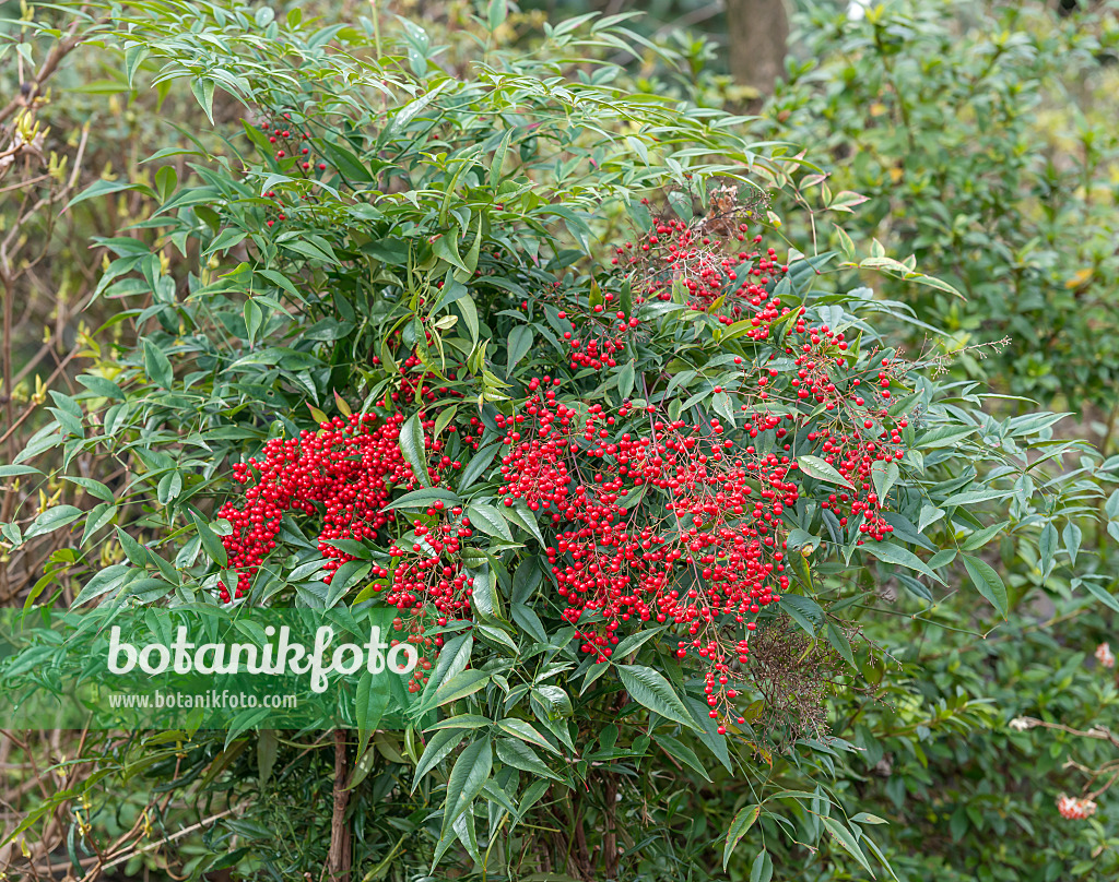 625287 - Himmelsbambus (Nandina domestica)