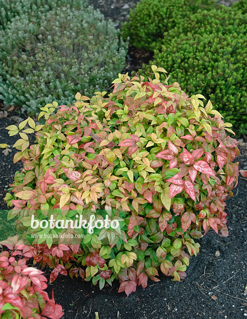 490100 - Himmelsbambus (Nandina domestica 'Fire Power')