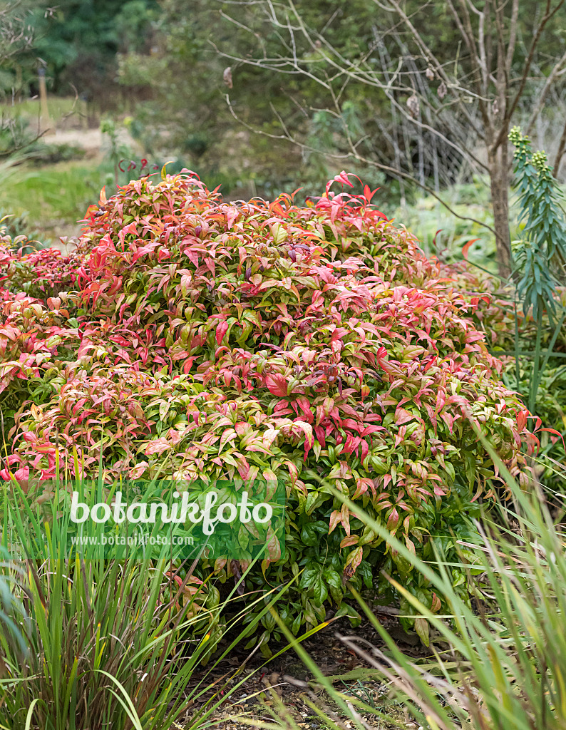 625284 - Himmelsbambus (Nandina domestica 'Fire Power')