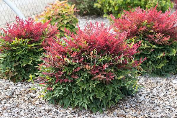 635135 - Himmelsbambus (Nandina domestica 'Obsessed')