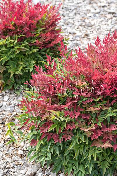 651403 - Himmelsbambus (Nandina domestica 'Obsessed')