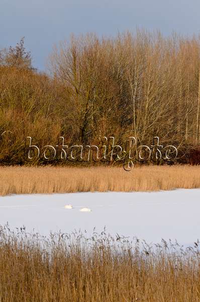 505017 - Höckerschwäne (Cygnus olor) auf einem gefrorenen See, Naturschutzgebiet Karower Seen, Berlin, Deutschland