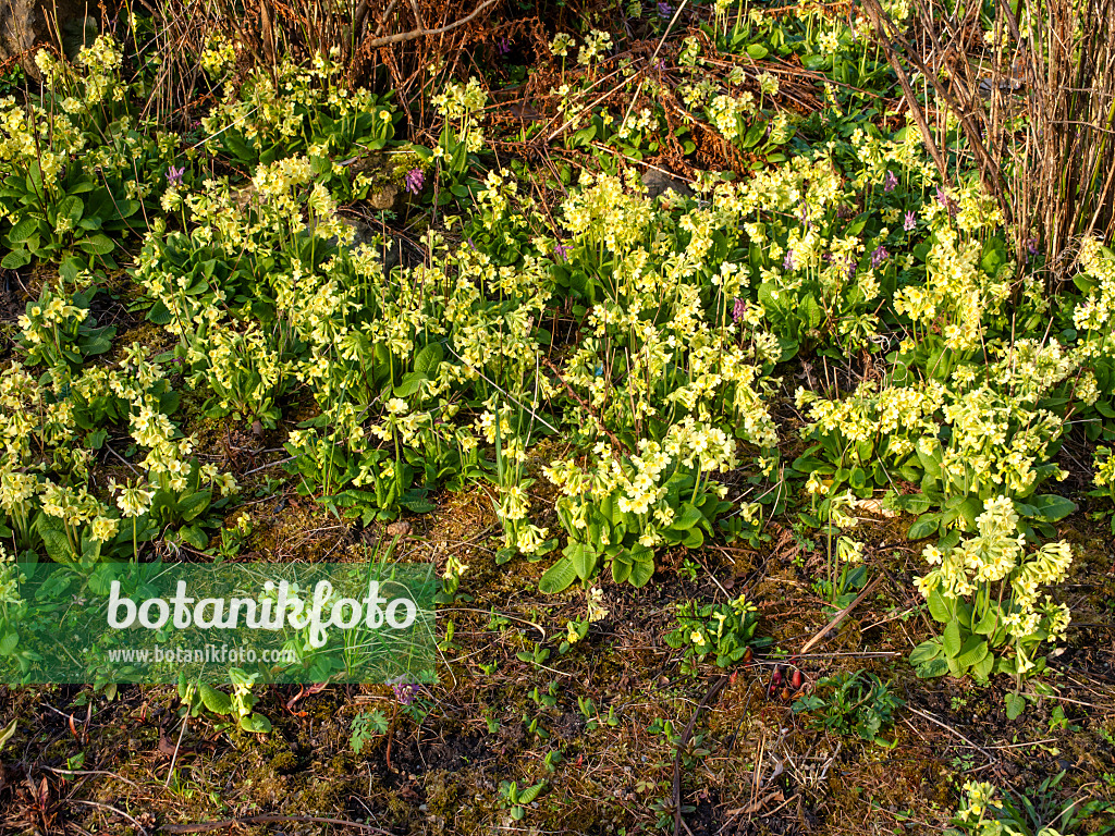 458012 - Hohe Schlüsselblume (Primula elatior)