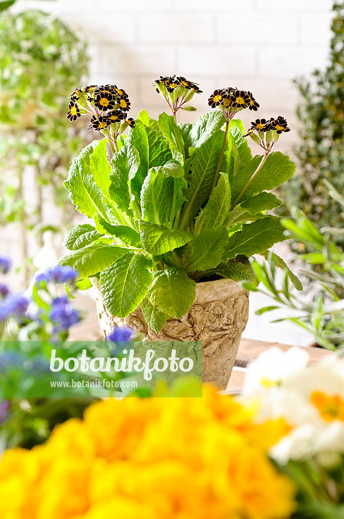 483163 - Hohe Schlüsselblume (Primula elatior 'Victoriana Silver Lace Black')