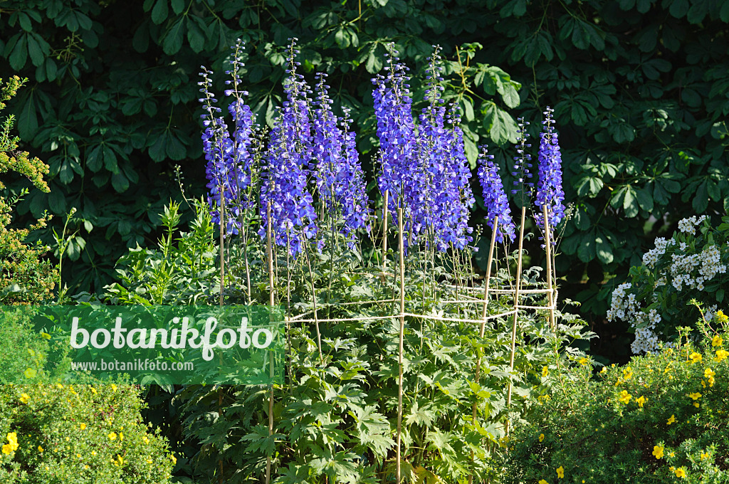 473029 - Hoher Rittersporn (Delphinium elatum 'Sommernachtstraum')