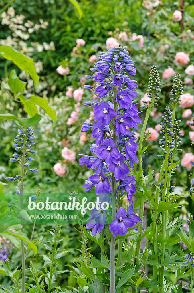 473098 - Hoher Rittersporn (Delphinium elatum)