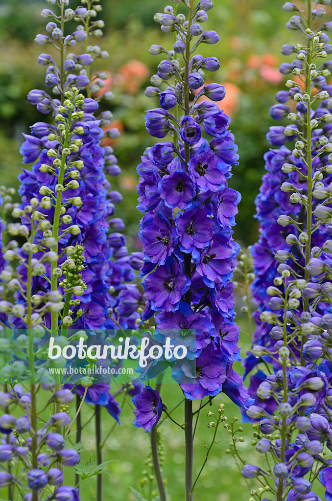 497015 - Hoher Rittersporn (Delphinium elatum 'Vierzehnheiligen')