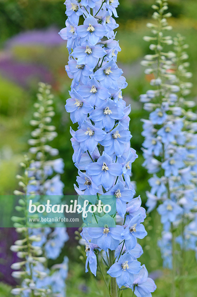 545076 - Hoher Rittersporn (Delphinium elatum 'Gletscherwasser')